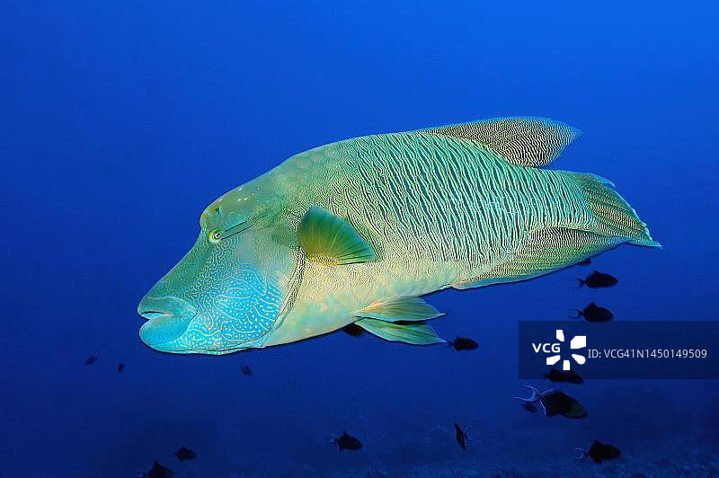 隆头鱼（Cheilinus undulatus）畅游于蓝色海洋的珊瑚礁开放水域，太平洋，密克罗尼西亚图片素材