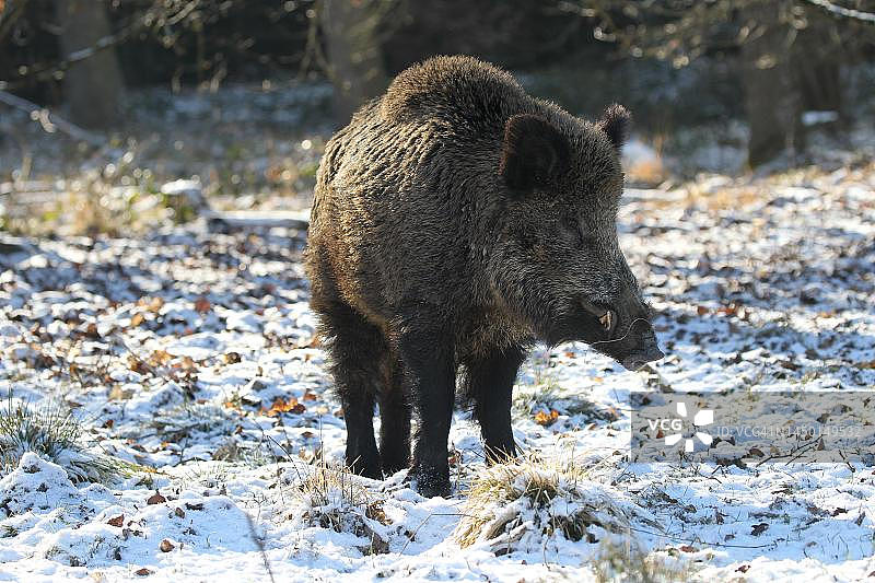 德国巴伐利亚阿尔高地区的雪地野猪图片素材