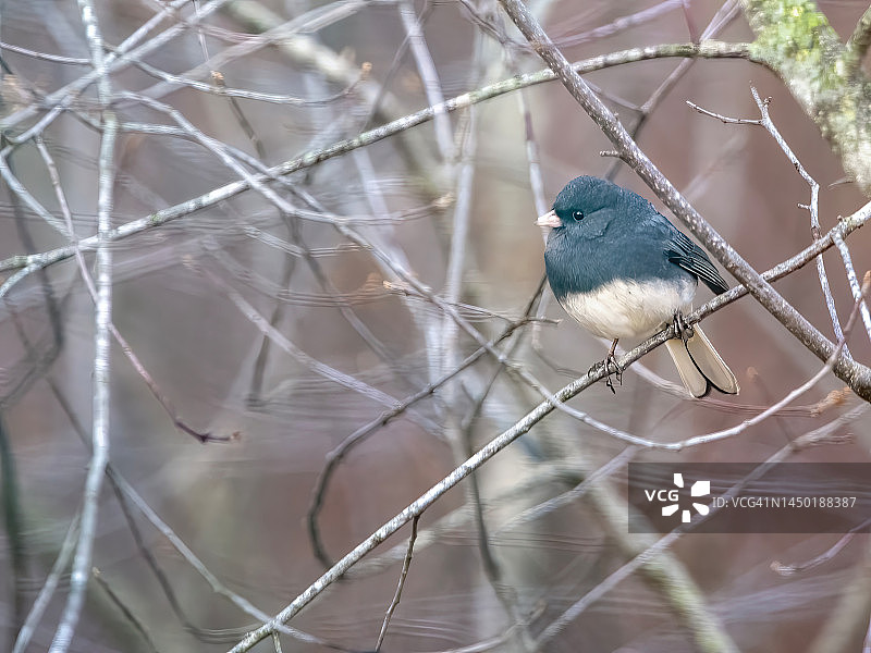 黑眼灯草雀图片素材