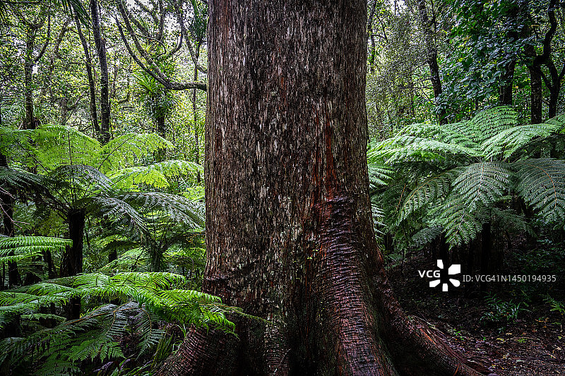 新西兰本土贝壳杉树图片素材