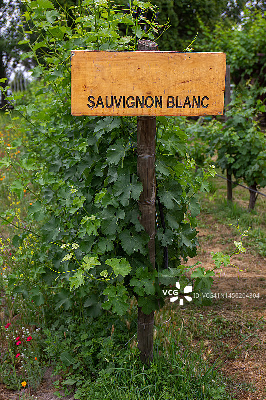 长相思葡萄园风光图片素材