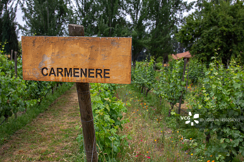 佳美娜葡萄园风光图片素材