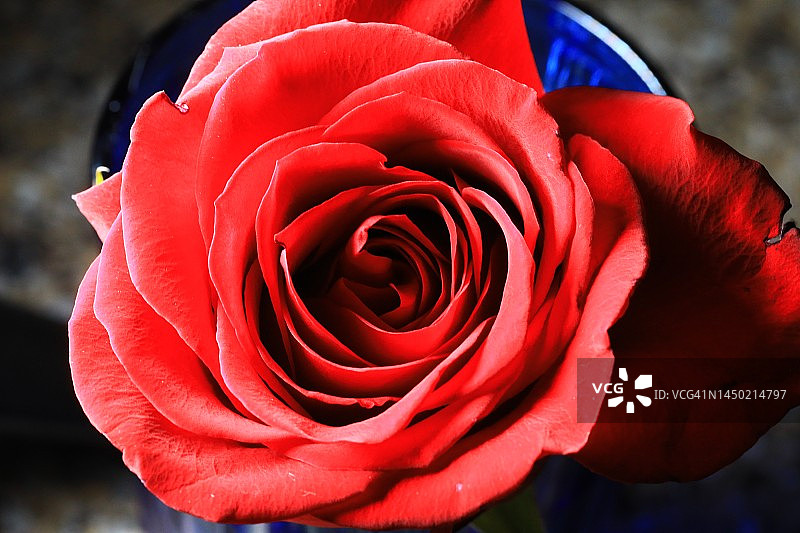 盛开的玫瑰花图片素材