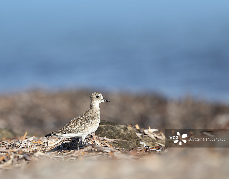 灰斑鸻/黑腹鸻图片素材