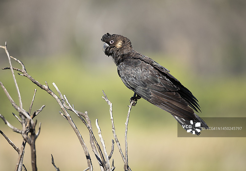 卡纳比氏黑凤头鹦鹉图片素材