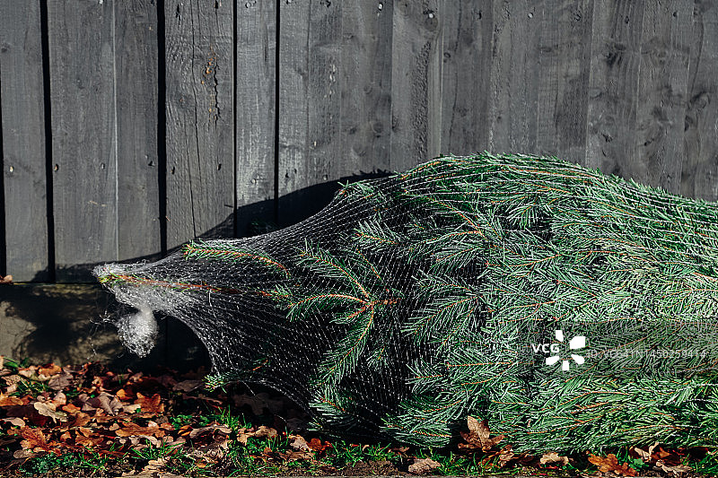 街上堆放着塑料包装的圣诞树图片素材