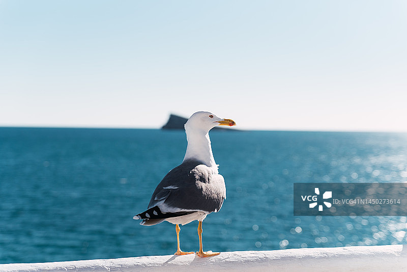 海鸥栖息在白色栏杆上：眺望地中海，西班牙贝尼多姆城堡观景台图片素材