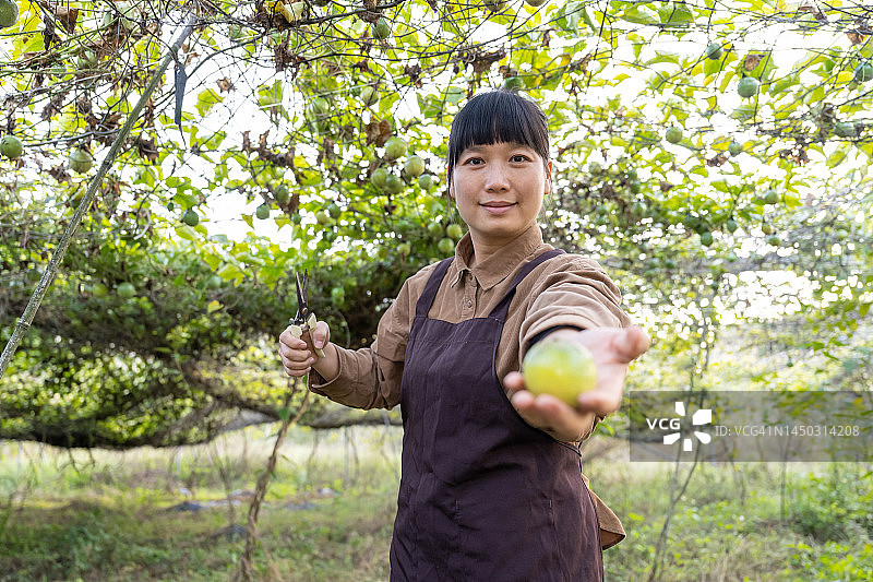 女农民在果园采摘百香果图片素材