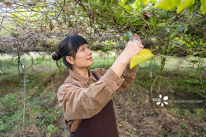 女农民在有机果园里采摘图片素材