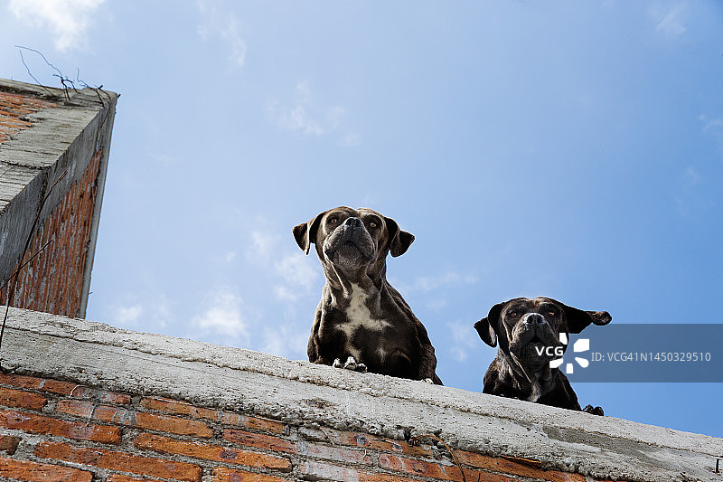 屋顶上的小狗图片素材