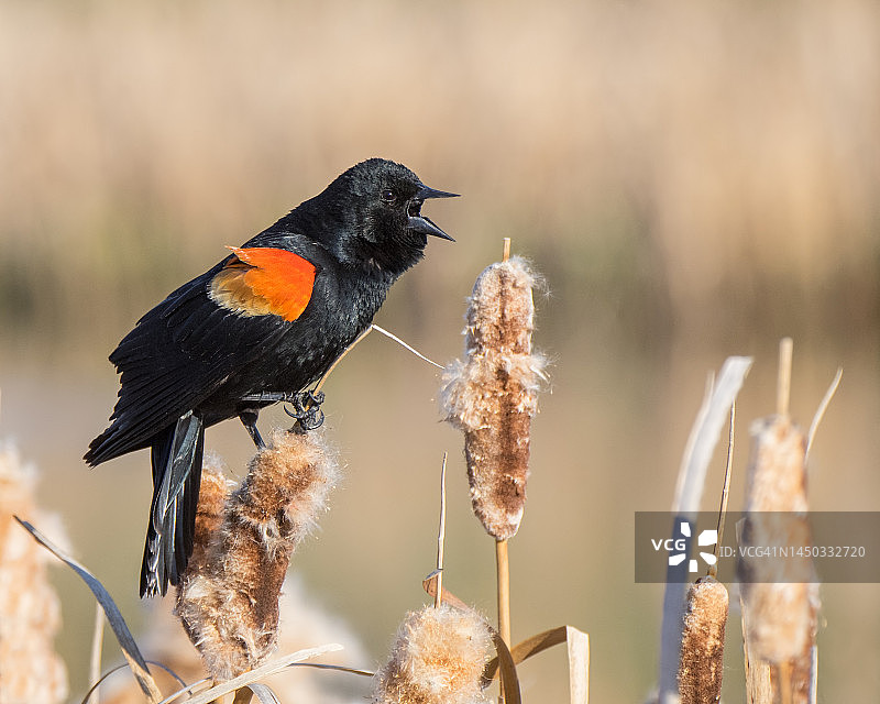 在湿地中歌唱的红翅黑鹂图片素材