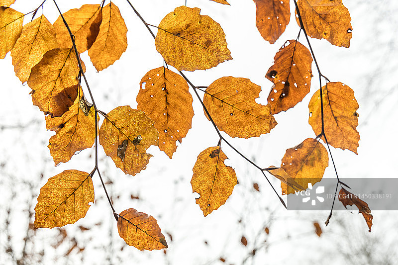 天空下的山毛榉树叶图片素材