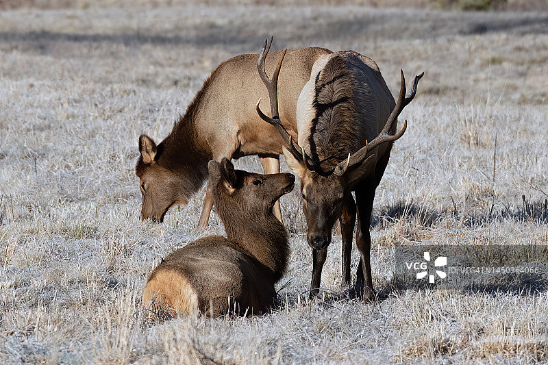 母麋在公麋耳边低语图片素材