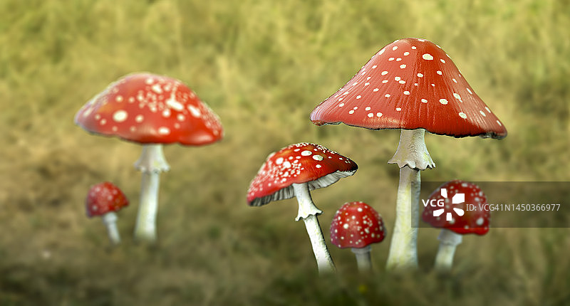 飞天鹅膏菌插画图片素材