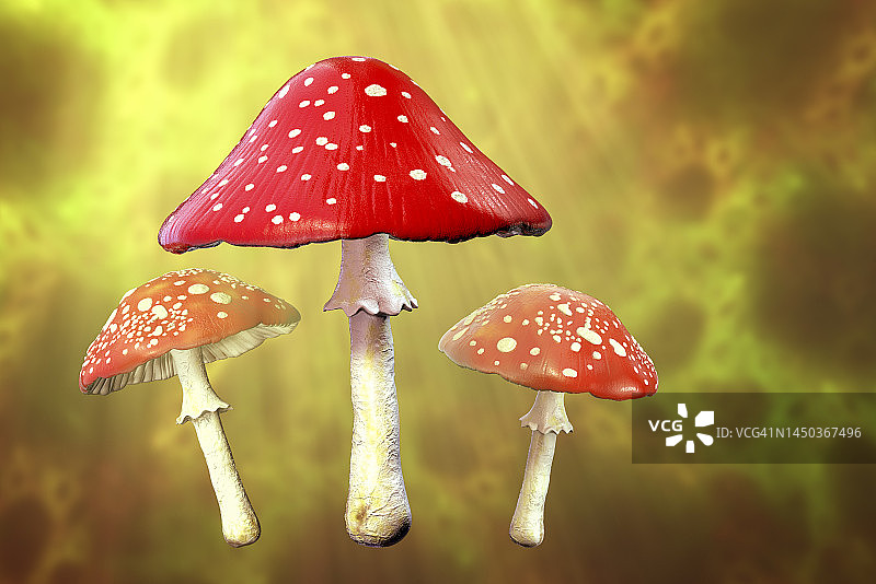 飞天鹅膏菌插画图片素材