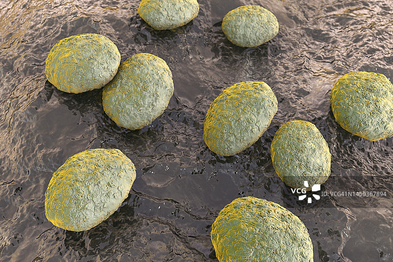 线虫卵插画图片素材