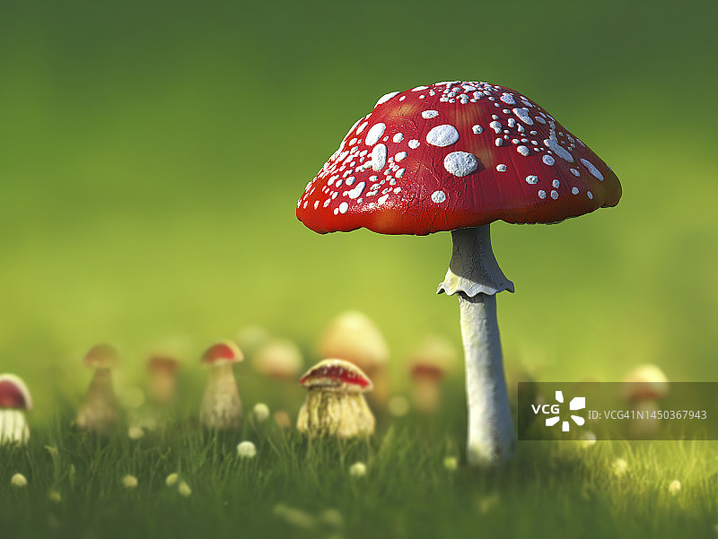 飞天鹅膏菌插画图片素材