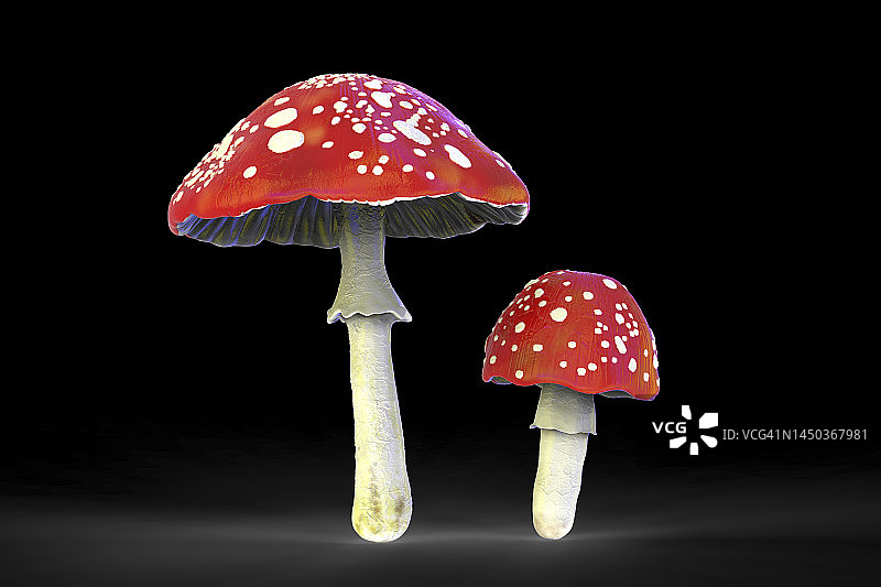 飞天鹅膏菌插画图片素材