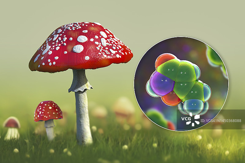 毒蝇伞和蝇蕈醇毒素插图图片素材