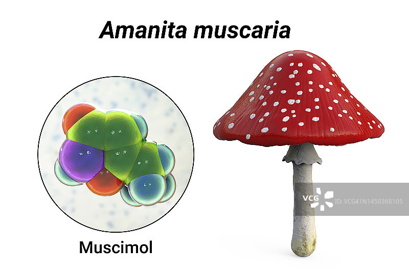 毒蝇伞和蝇蕈醇毒素插图图片素材