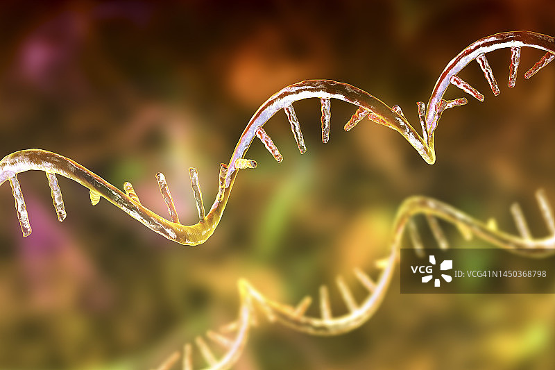 mRNA分子结构示意图图片素材