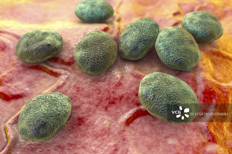 线虫卵插画图片素材