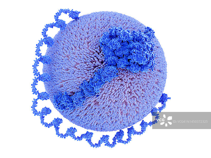 脂蛋白A颗粒图示图片素材