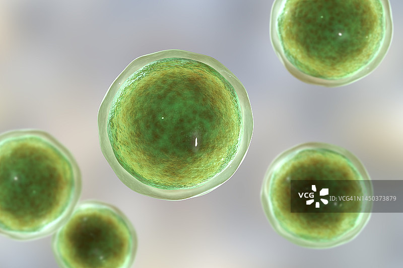 埃蒙斯菌真菌插图图片素材