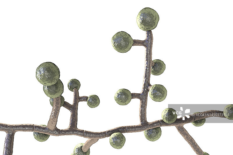 埃蒙斯菌真菌插图图片素材