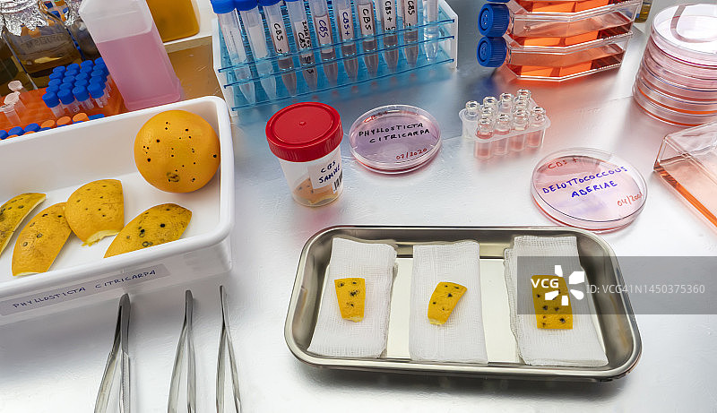 柑橘上的柑橘痂囊腔菌图片素材