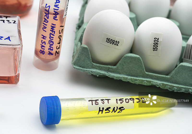 H5N8禽流感研究概念图图片素材