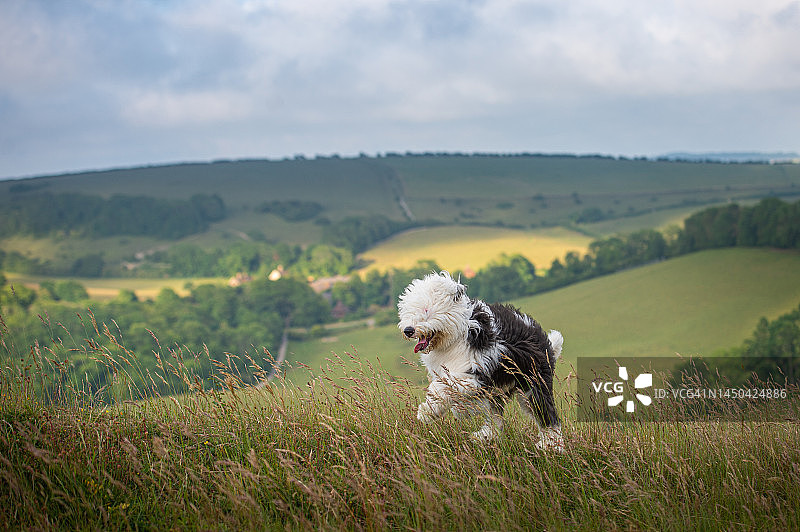 乡村背景下的古代英国牧羊犬图片素材