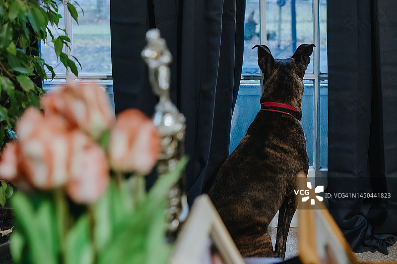小狗看向窗外图片素材