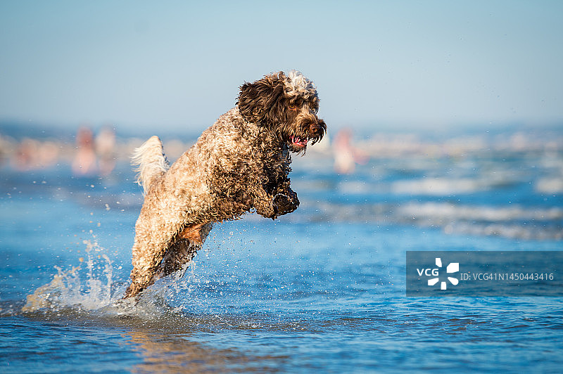 沙滩上的可卡颇犬图片素材