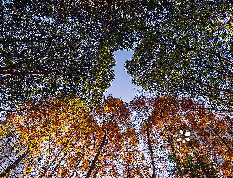 半绿半黄的树叶：秋季景色图片素材