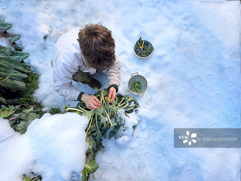 在下雪的后花园里收获球芽甘蓝和羽衣甘蓝的年轻男人图片素材
