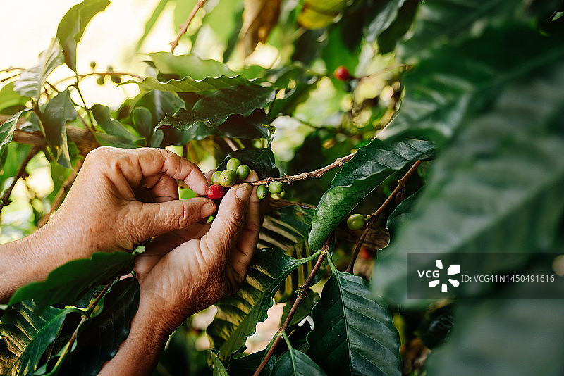 农民在咖啡园采摘阿拉比卡或罗布斯塔咖啡果图片素材