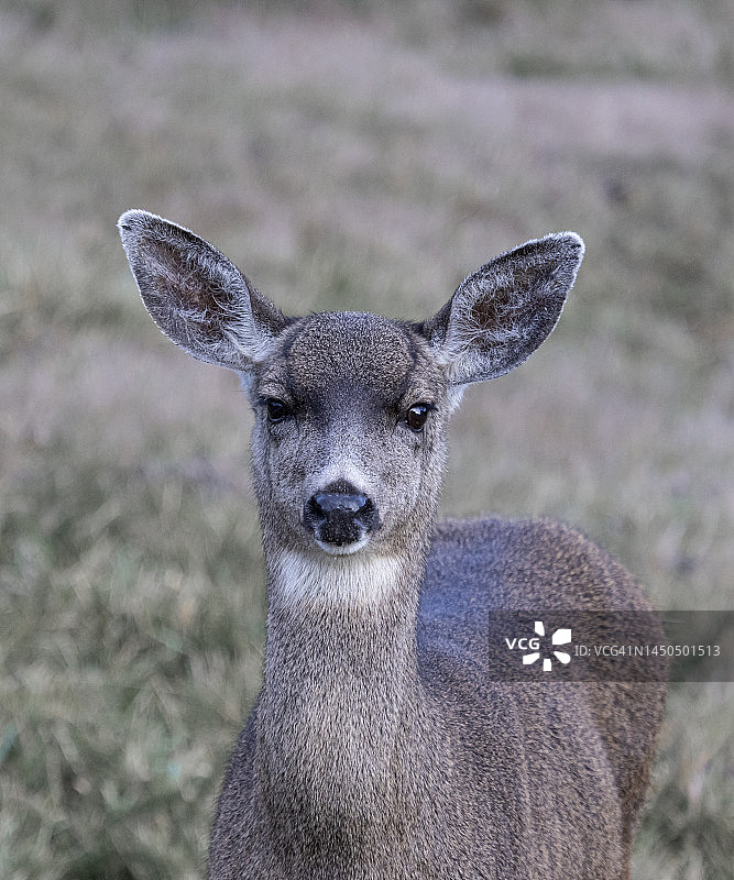 俄勒冈州哥伦比亚黑尾鹿图片素材