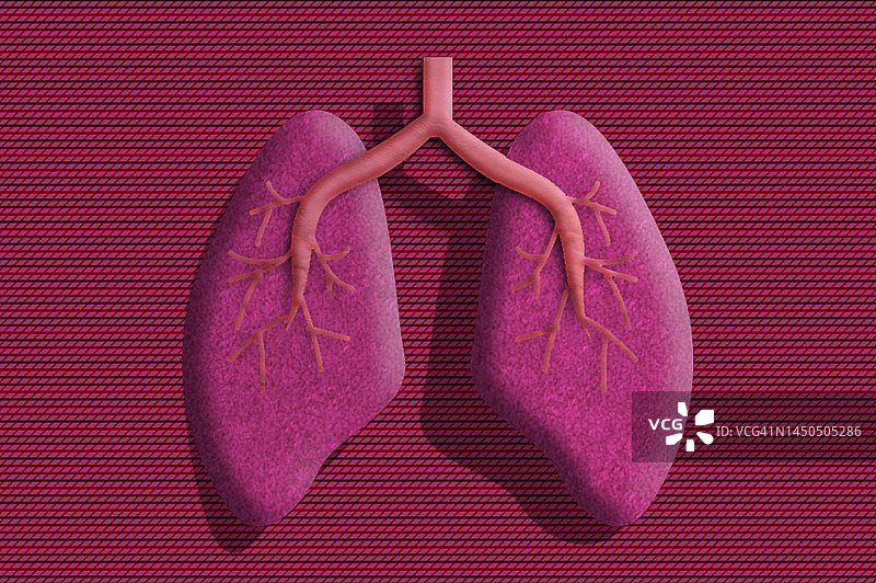 呼吸系统：肺部图片素材