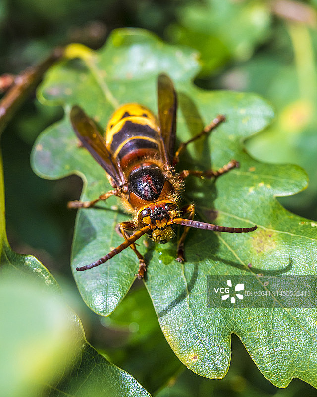 栖息在树叶上的大黄蜂图片素材