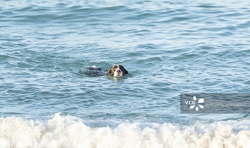 狗狗游泳图片素材
