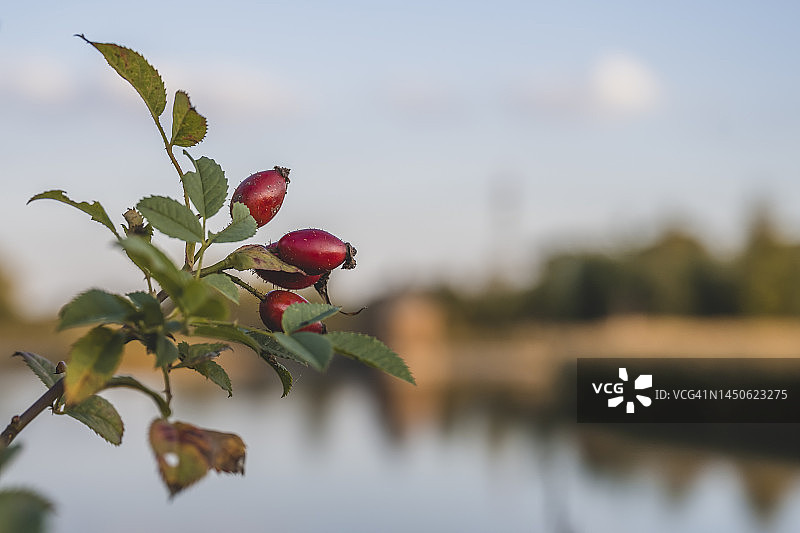 秋季生长的玫瑰果图片素材