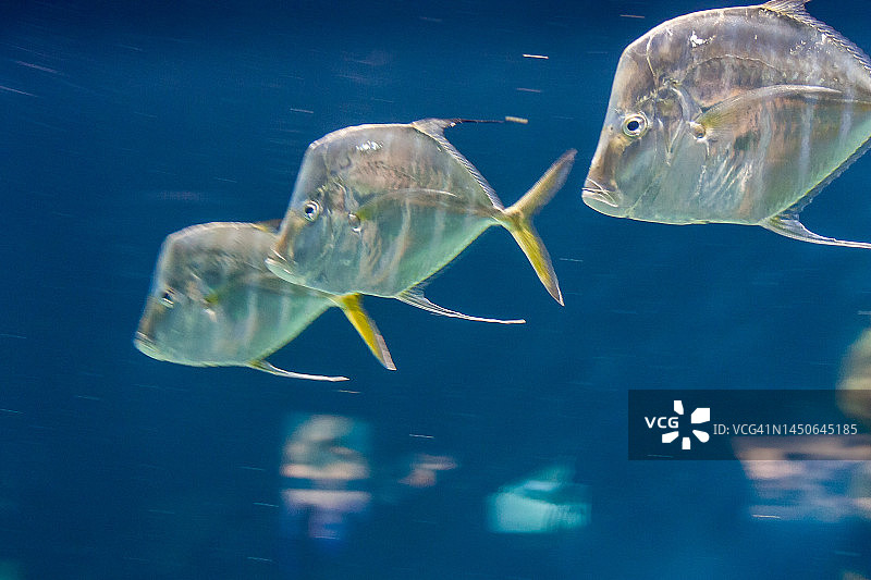 大西洋鲯鳅图片素材