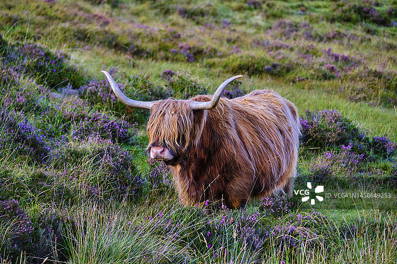 苏格兰斯凯岛高地牛图片素材