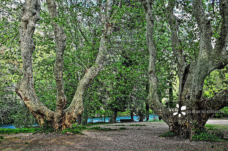 索格河岸边的两棵巨型悬铃木图片素材