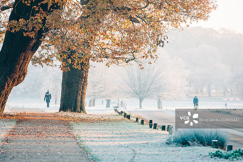 伦敦公园霜冻清晨的日出图片素材