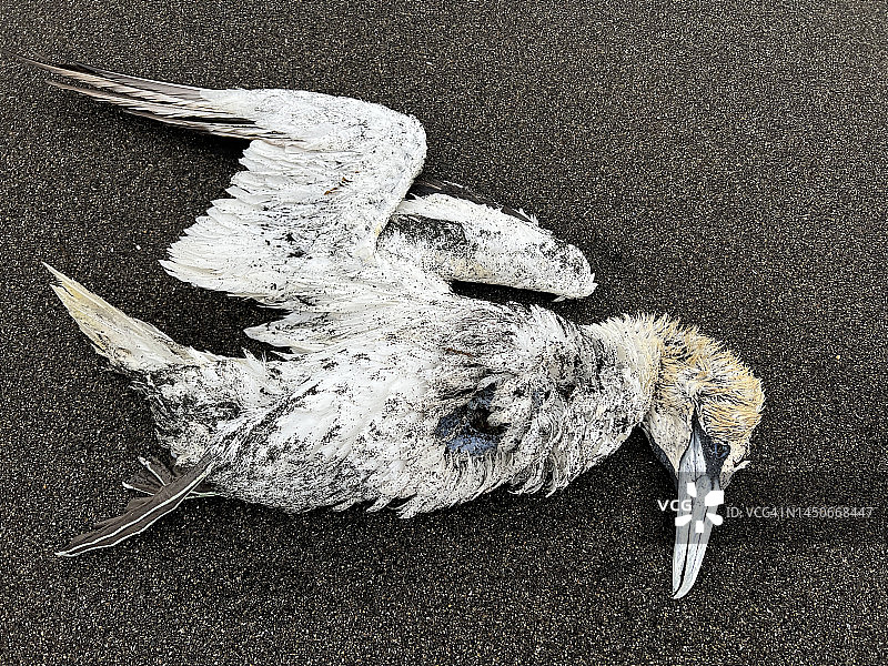 阿爾夫塔峽灣海灘的北方塘鵝特寫图片素材