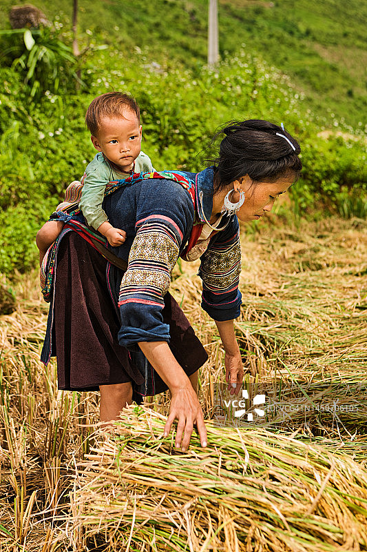 年轻女子在越南背着孩子收割稻米图片素材