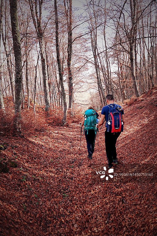 在山毛榉森林徒步旅行图片素材