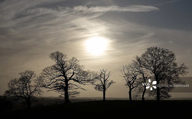 冬季日落下的光秃树木图片素材